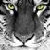 programs profile image