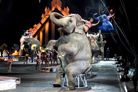 The Ringling Bros. & Barnum and Bailey Circus