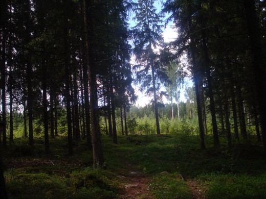 You can see an open area in the back. This is used to hunt down deers, moose and elk