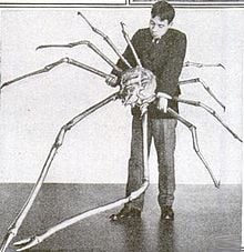 To get an idea of the size of a spider crab