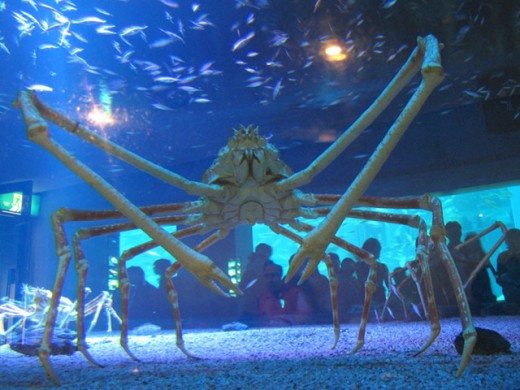 Spider crab in aquarium Osaka, Japan