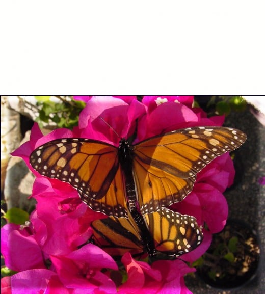 Bougainvillea - Monarch Butterflies