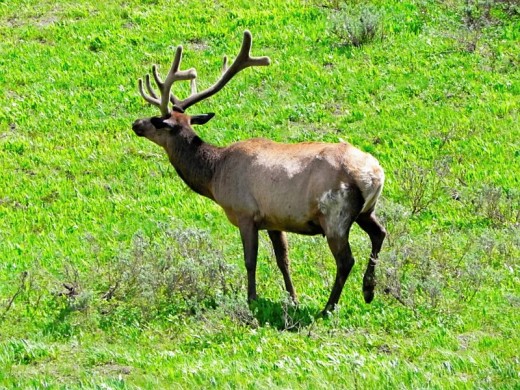 Bull Elk Outside South Canyon Drive