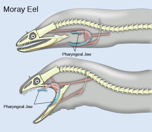 Anatomy of the phyryngeal jaws of the moray eel