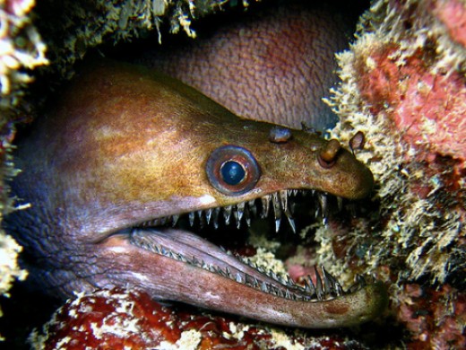 Amazing sea creatures: Moray eel | hubpages