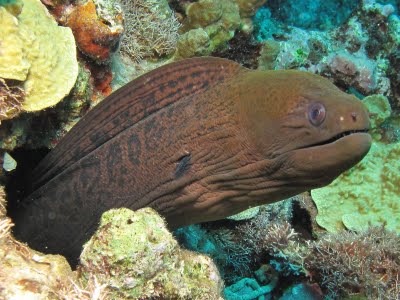 Giant moray eel