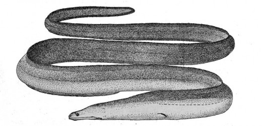 Slender giant moray eel