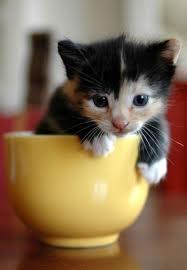 Cats Antics Coloring Pages Color Example