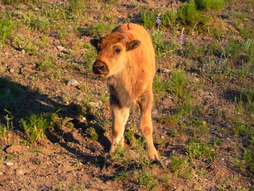 Young Bison