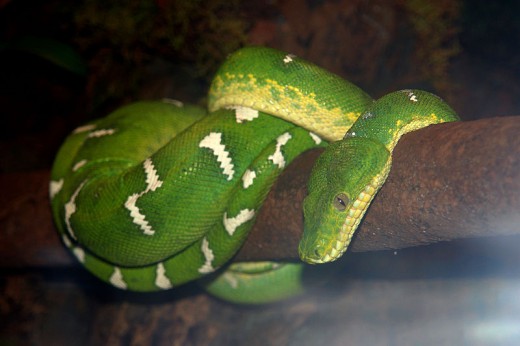 Emerald Tree Boa
