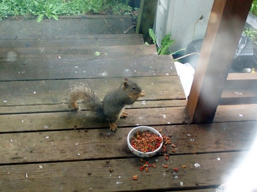 Squirrel eating out of cat food bowl