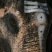 Kedar Ekadanta profile image