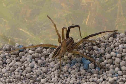 The wolf spider, rabid wolf spider, who met his demise looked very much like this one.