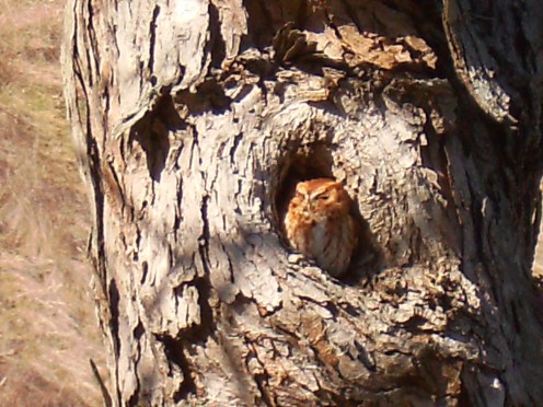 I just love this screech owl. I see him in the cooler months on my drive in to work each morning.