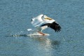 Oregon Wildlife: American White Pelicans Of Prineville