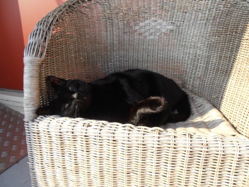 A calm cat, keep him that way!