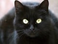 Why Black Cats are Halloween Symbols