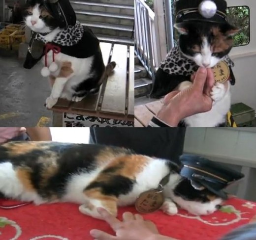 Tabby Tama - Super Station Master Cat