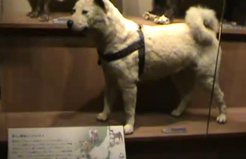 Hachiko in Museum