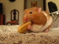 Hamster Facts- What You Need to Know About Hamsters as Pets