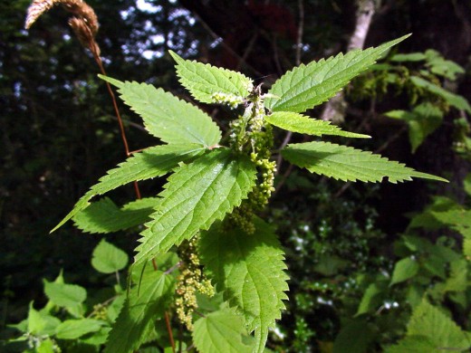 The Common Stinging Nettle (Urtica Dioica)