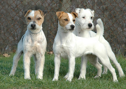 As a working breed Jack Russel Terriers  have a wide range of acceptable appearances leading to the overall health of the breed. 