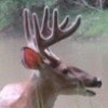Trail Camera profile image
