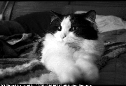 Baby KC - This picture of Rocky looks exactly like KC when he was a kitten.