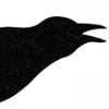 Apollos Crow profile image