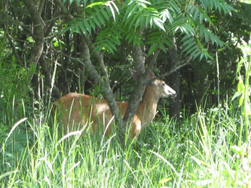 Be alert for the unexpected. This doe, spotted on the edge of a field while collecting St. John's Wort, is a reminder not to disturb creatures in their habitat.