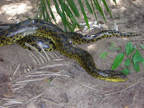 Here is a large specimen of Anaconda and as you can see these snakes do get large. 
