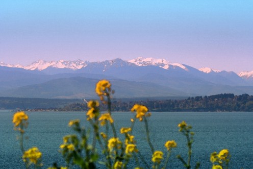Olympic mountain range as seen from Coupeville at Ft. Casey St. Park