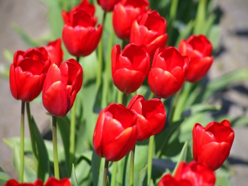 red luscious tulips found anywhere on Whidbey