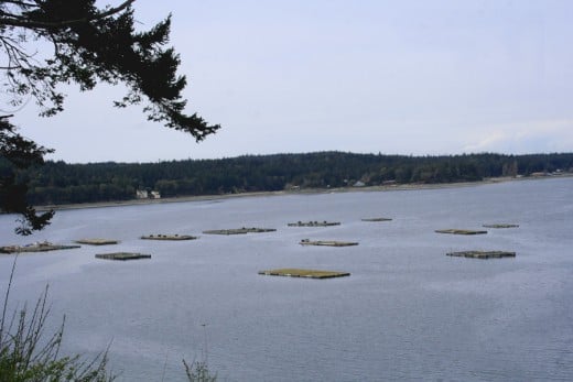 Penn Cove Mussel Farm