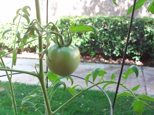 I love the shape of this early girl tomato, which will soon begin to turn red.