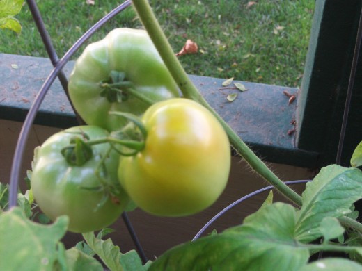 One of three tomatoes in this clump is beginning to turn red.