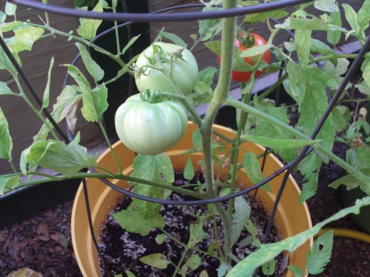 A tomato is turning red.