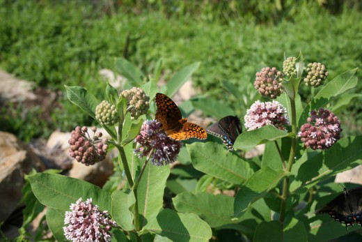 Butterflies flock to milkweed planted near the boat rentals at Long Branch Lake.