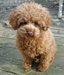 Source:  dailypuppy.com  Photos of Buttons are below but this is what he truly looked like as a pup.