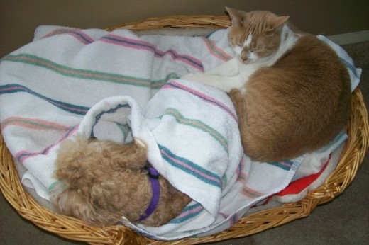 Buttons & Punkin Sharing A Basket