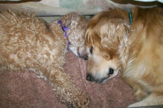 Buttons & Betsy Napping
