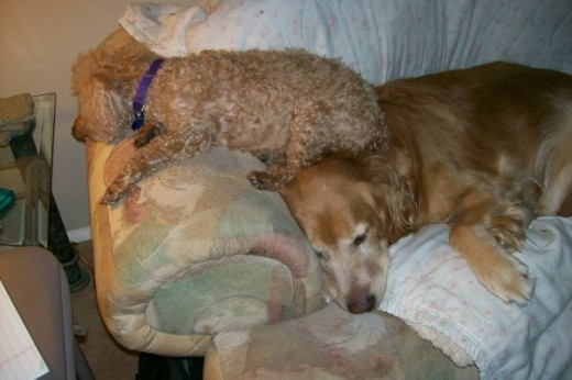 Buttons Napping On Betsy's Head