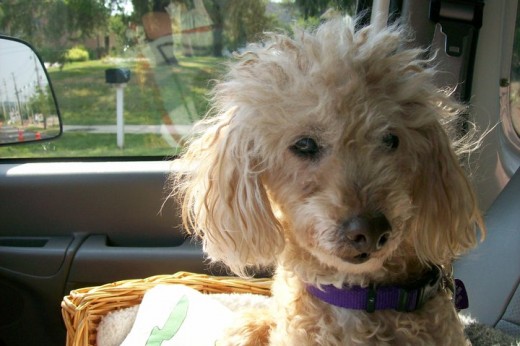 My Precious Buttons Last Ride To The Vet :(  -- December 16, 1995 - August 20, 2010