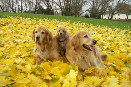 SnowBear, Buttons  & Betsy Enjoying The Fall Colors