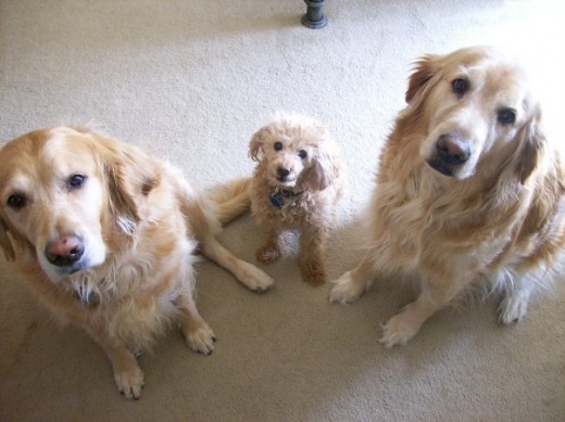 SnowBear, Buttons & Betsy Posing So Nicely . . .