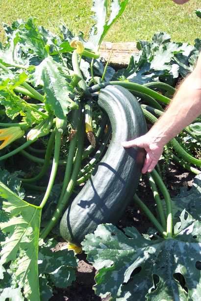 If not harvested frequently, zucchini can grow out of control 