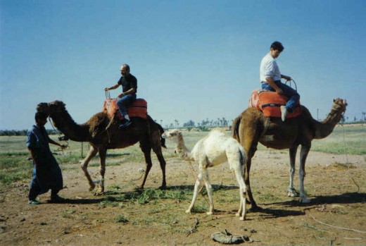 camel riding, Morocco