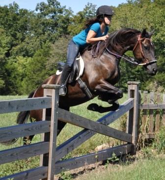 HubPages profile picture for @equine