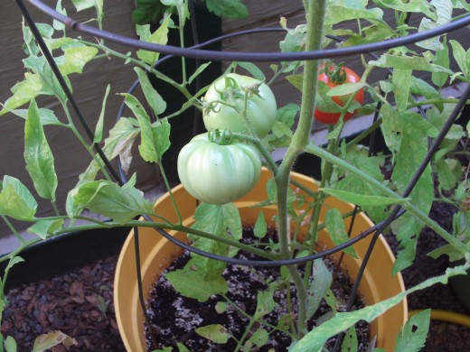 Another view of the red tomato.