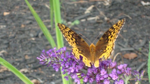 A Butterfly Bush will attract butterflies to your pond area..